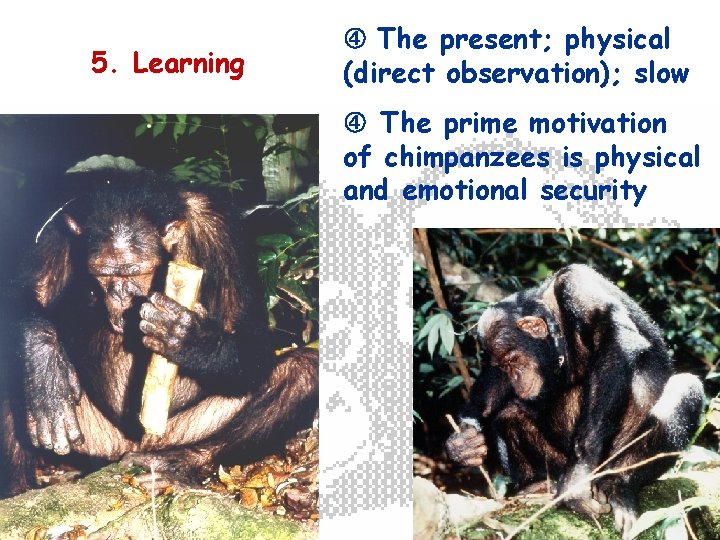 5. Learning The present; physical (direct observation); slow The prime motivation of chimpanzees is