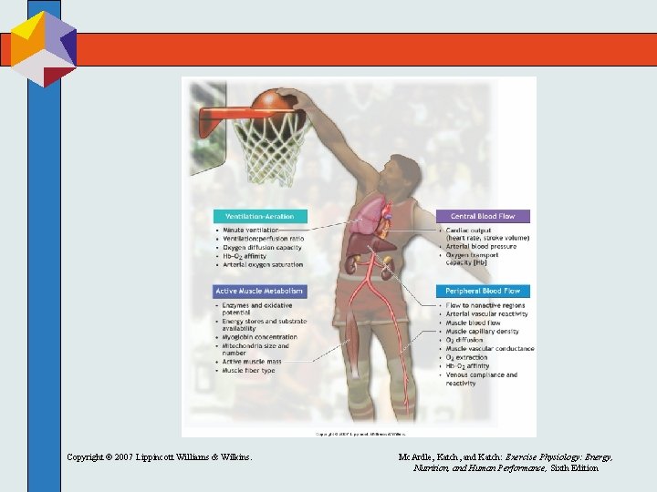 Copyright © 2007 Lippincott Williams & Wilkins. Mc. Ardle, Katch, and Katch: Exercise Physiology: