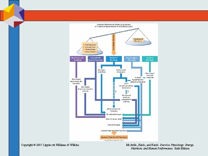 Copyright © 2007 Lippincott Williams & Wilkins. Mc. Ardle, Katch, and Katch: Exercise Physiology: