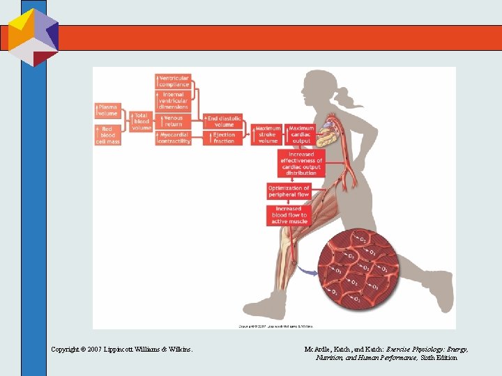 Copyright © 2007 Lippincott Williams & Wilkins. Mc. Ardle, Katch, and Katch: Exercise Physiology: