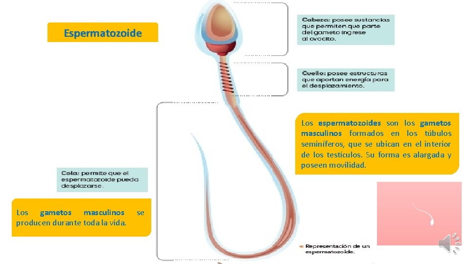 Espermatozoide Los espermatozoides son masculinos formados en seminíferos, que se ubican de los testículos.