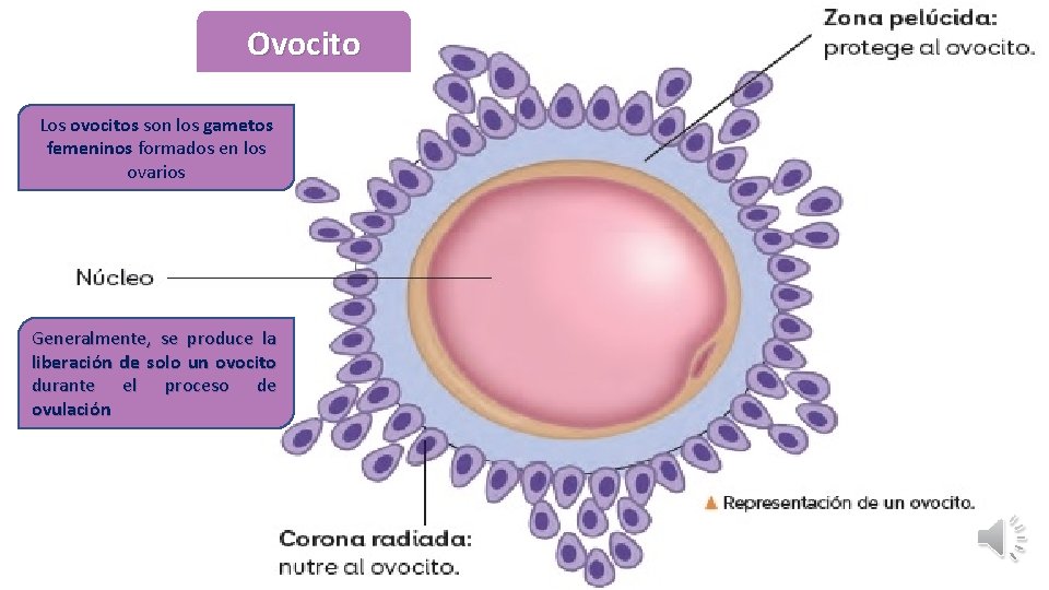Ovocito Los ovocitos son los gametos femeninos formados en los ovarios Generalmente, se produce