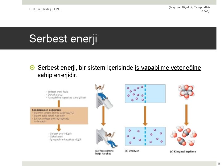 Prof. Dr. Bektaş TEPE (Kaynak: Biyoloji, Campbell & Reece) Serbest enerji, bir sistem içerisinde