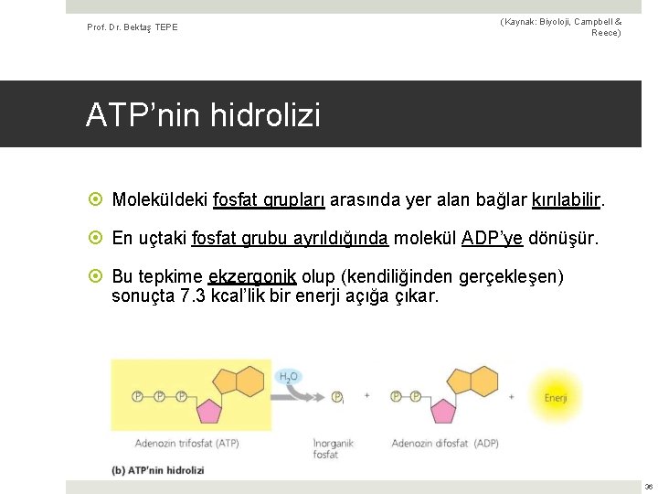 Prof. Dr. Bektaş TEPE (Kaynak: Biyoloji, Campbell & Reece) ATP’nin hidrolizi Moleküldeki fosfat grupları