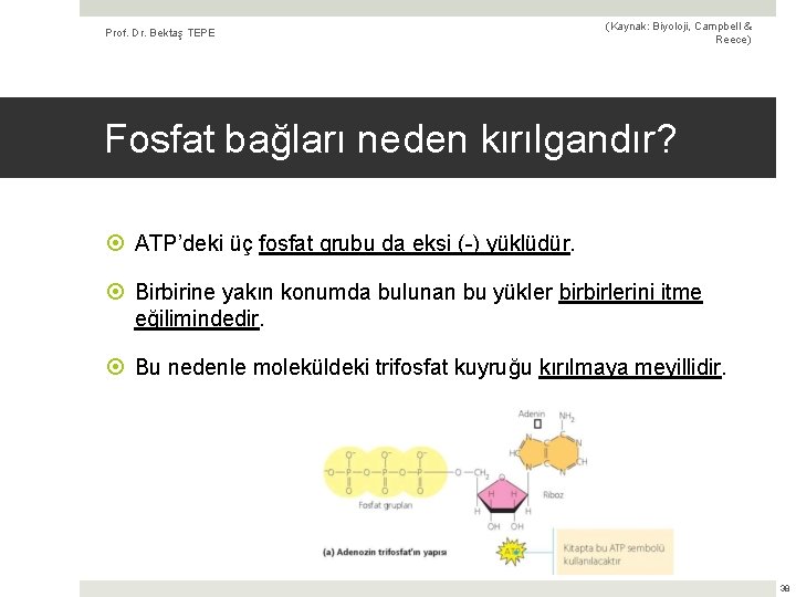 Prof. Dr. Bektaş TEPE (Kaynak: Biyoloji, Campbell & Reece) Fosfat bağları neden kırılgandır? ATP’deki