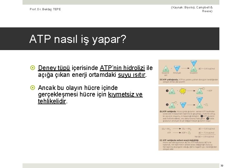 Prof. Dr. Bektaş TEPE (Kaynak: Biyoloji, Campbell & Reece) ATP nasıl iş yapar? Deney