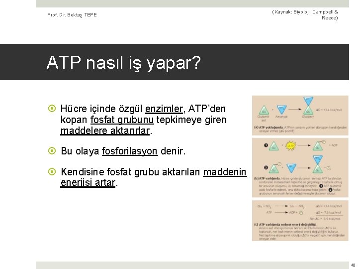 Prof. Dr. Bektaş TEPE (Kaynak: Biyoloji, Campbell & Reece) ATP nasıl iş yapar? Hücre