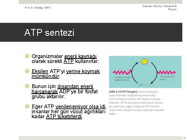 Prof. Dr. Bektaş TEPE (Kaynak: Biyoloji, Campbell & Reece) ATP sentezi Organizmalar enerji kaynağı
