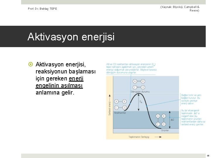 Prof. Dr. Bektaş TEPE (Kaynak: Biyoloji, Campbell & Reece) Aktivasyon enerjisi, reaksiyonun başlaması için