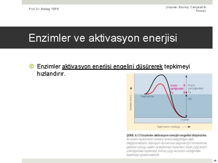Prof. Dr. Bektaş TEPE (Kaynak: Biyoloji, Campbell & Reece) Enzimler ve aktivasyon enerjisi Enzimler
