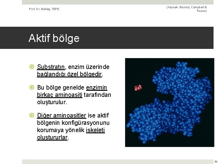 Prof. Dr. Bektaş TEPE (Kaynak: Biyoloji, Campbell & Reece) Aktif bölge Substratın, enzim üzerinde