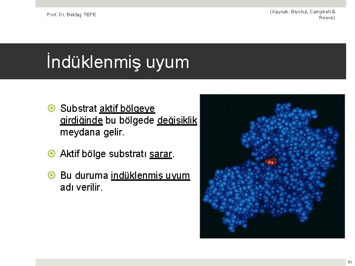 Prof. Dr. Bektaş TEPE (Kaynak: Biyoloji, Campbell & Reece) İndüklenmiş uyum Substrat aktif bölgeye