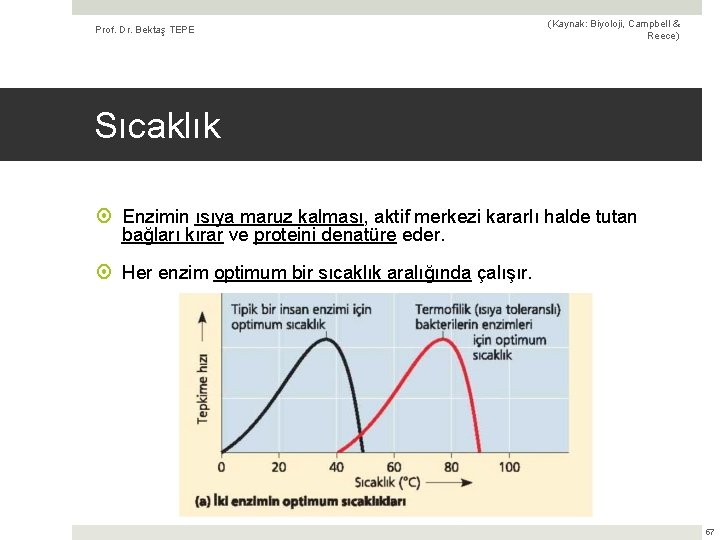 Prof. Dr. Bektaş TEPE (Kaynak: Biyoloji, Campbell & Reece) Sıcaklık Enzimin ısıya maruz kalması,