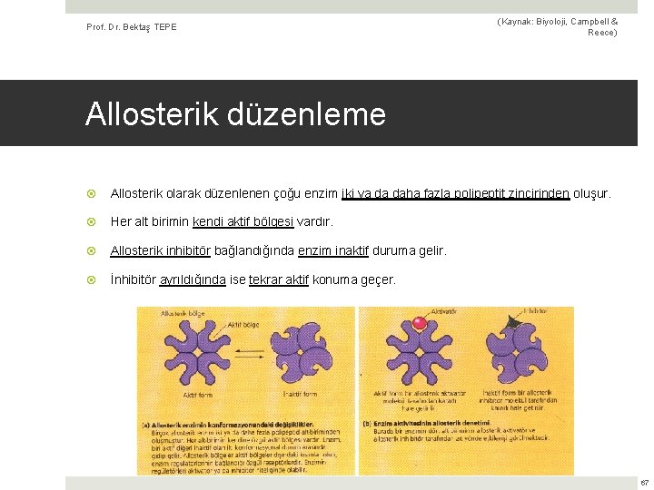 Prof. Dr. Bektaş TEPE (Kaynak: Biyoloji, Campbell & Reece) Allosterik düzenleme Allosterik olarak düzenlenen