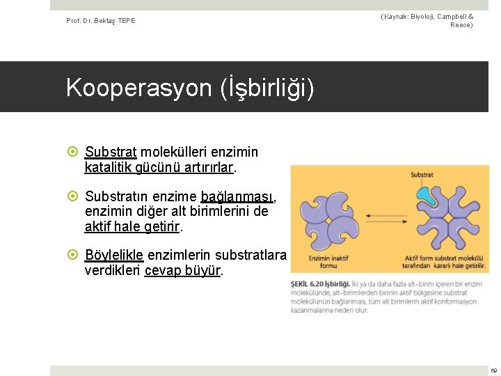 Prof. Dr. Bektaş TEPE (Kaynak: Biyoloji, Campbell & Reece) Kooperasyon (İşbirliği) Substrat molekülleri enzimin