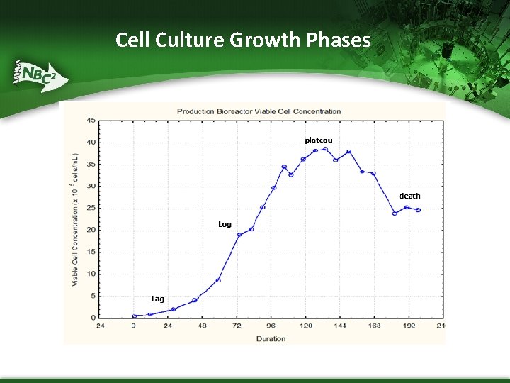 Cell Culture Growth Phases 