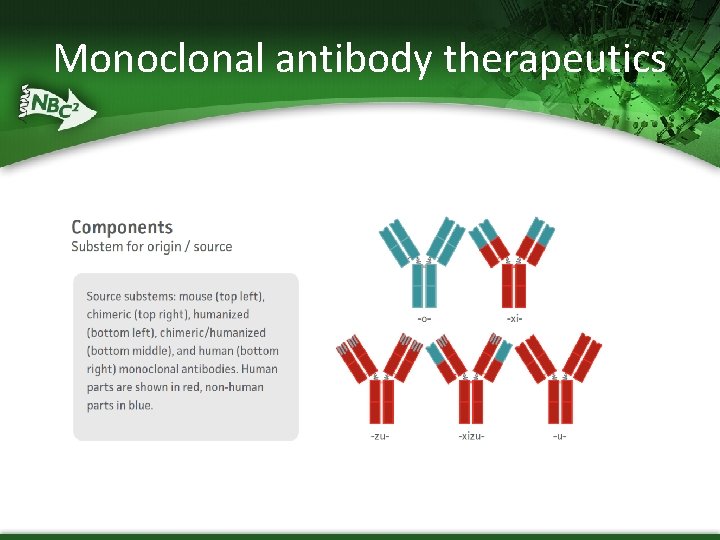 Monoclonal antibody therapeutics 
