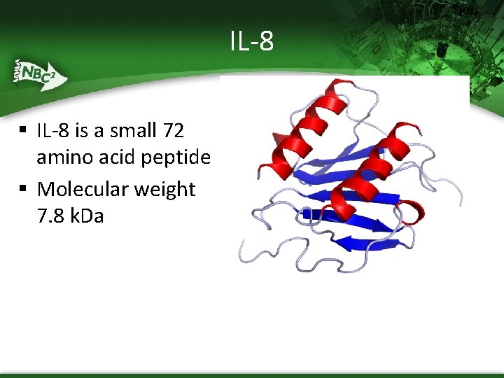 IL-8 § IL-8 is a small 72 amino acid peptide § Molecular weight 7.