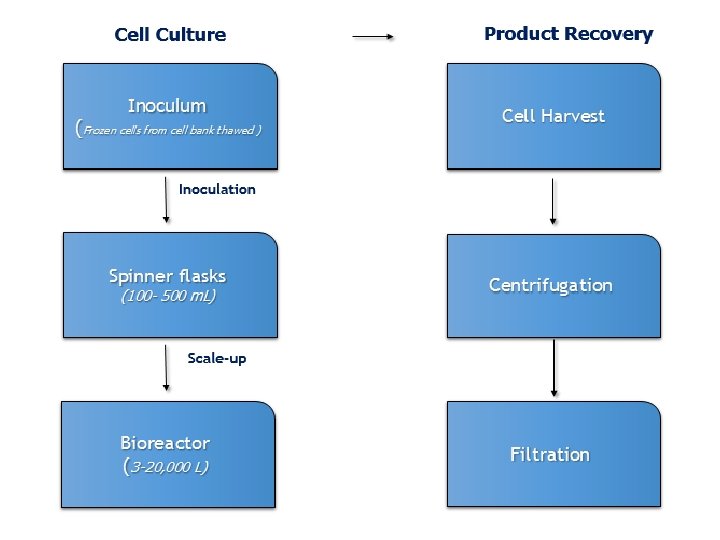 Biomanufacturing Process Flow – Upstream Processing 