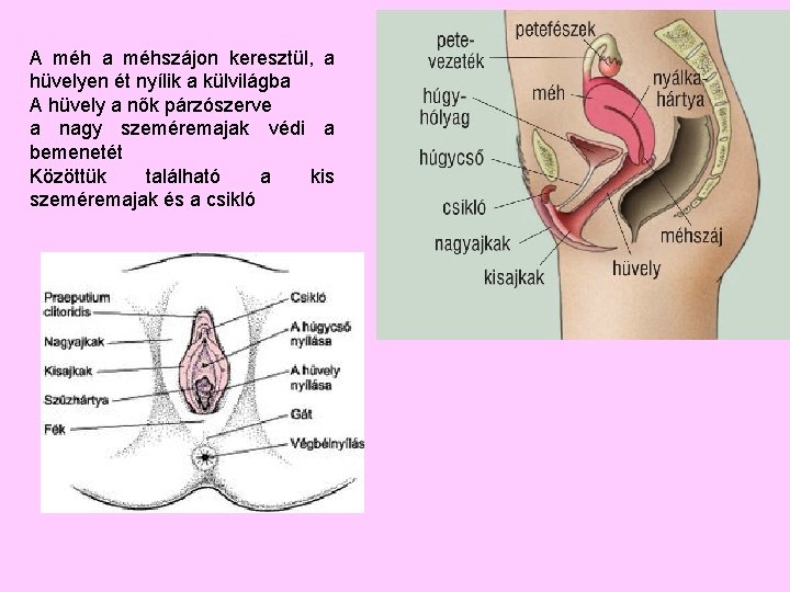 A méh a méhszájon keresztül, a hüvelyen ét nyílik a külvilágba A hüvely a