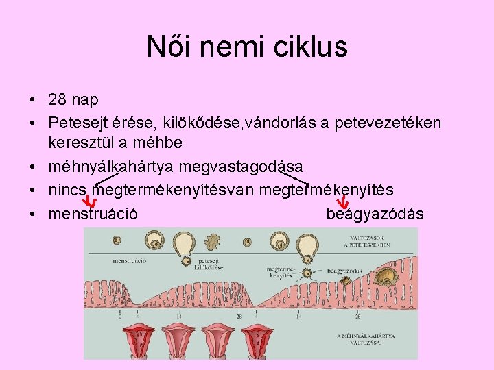 Női nemi ciklus • 28 nap • Petesejt érése, kilökődése, vándorlás a petevezetéken keresztül