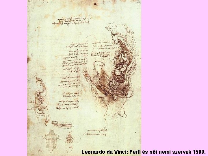 Leonardo da Vinci: Férfi és női nemi szervek 1509. 