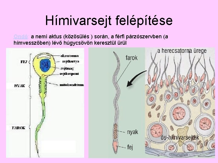 Hímivarsejt felépítése Ondó: a nemi aktus (közösülés ) során, a férfi párzószervben (a hímvesszőben)