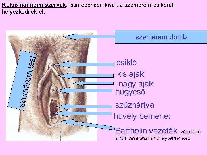 Külső női nemi szervek: kismedencén kívül, a szeméremrés körül helyezkednek el; szem é rem