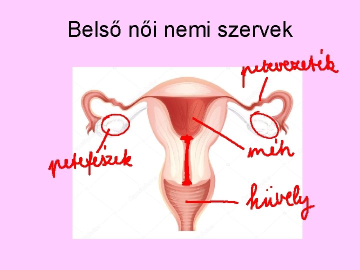 Belső női nemi szervek 