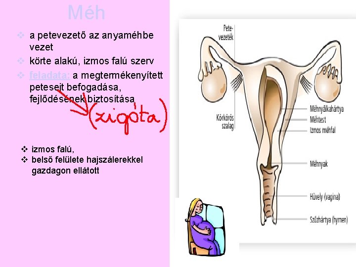 Méh v a petevezető az anyaméhbe vezet v körte alakú, izmos falú szerv v