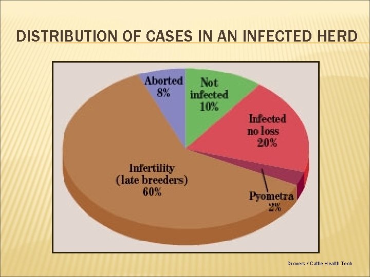 DISTRIBUTION OF CASES IN AN INFECTED HERD Drovers / Cattle Health Tech 