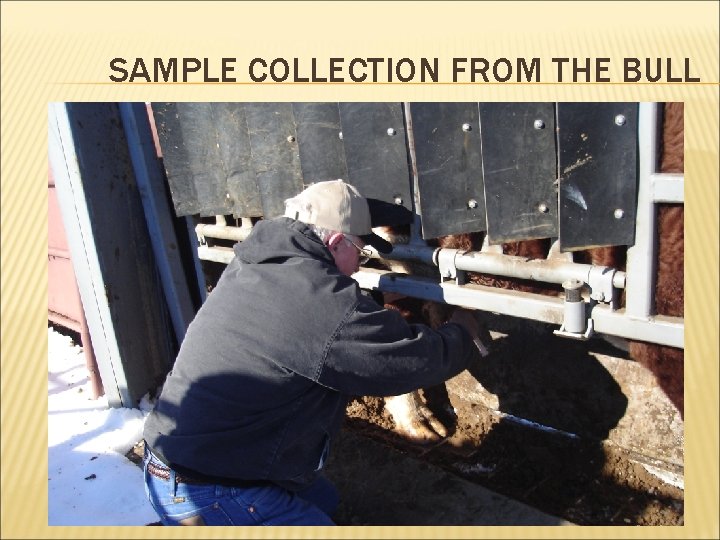 SAMPLE COLLECTION FROM THE BULL 