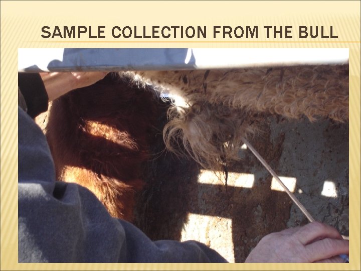 SAMPLE COLLECTION FROM THE BULL 