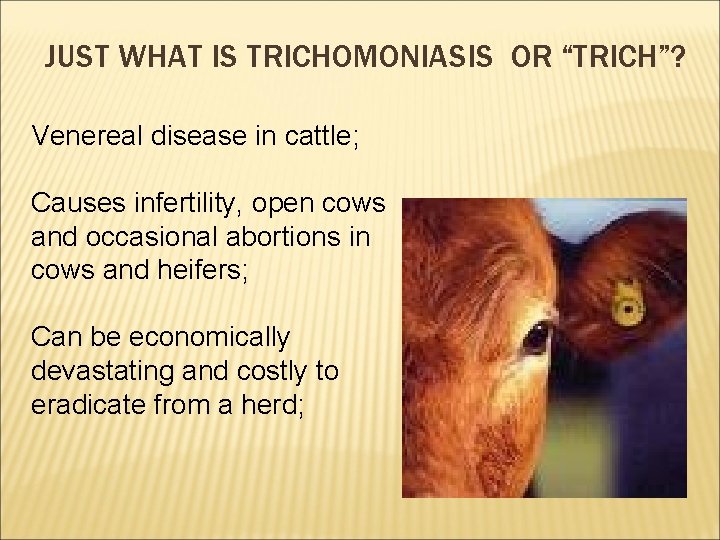 JUST WHAT IS TRICHOMONIASIS OR “TRICH”? Venereal disease in cattle; Causes infertility, open cows