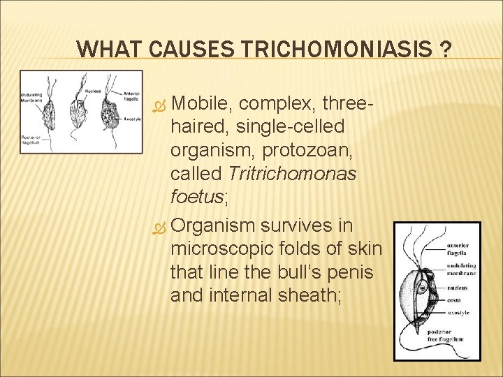 WHAT CAUSES TRICHOMONIASIS ? Mobile, complex, threehaired, single-celled organism, protozoan, called Tritrichomonas foetus; Organism