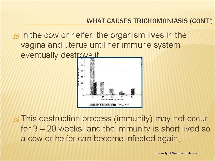 WHAT CAUSES TRICHOMONIASIS (CONT’) In the cow or heifer, the organism lives in the