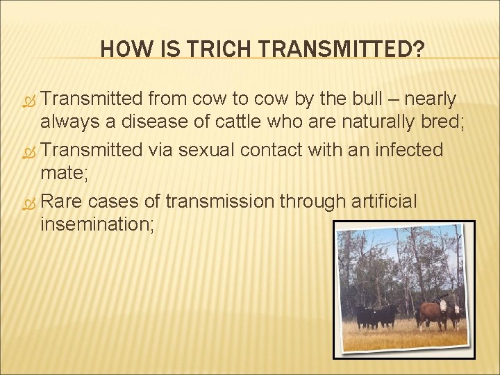 HOW IS TRICH TRANSMITTED? Transmitted from cow to cow by the bull – nearly