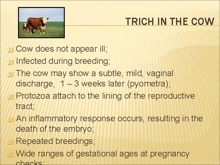 TRICH IN THE COW Cow does not appear ill; Infected during breeding; The cow