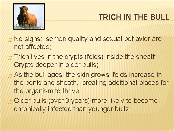 TRICH IN THE BULL No signs: semen quality and sexual behavior are not affected;