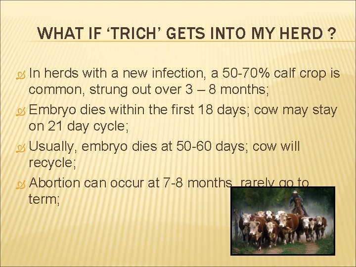WHAT IF ‘TRICH’ GETS INTO MY HERD ? In herds with a new infection,