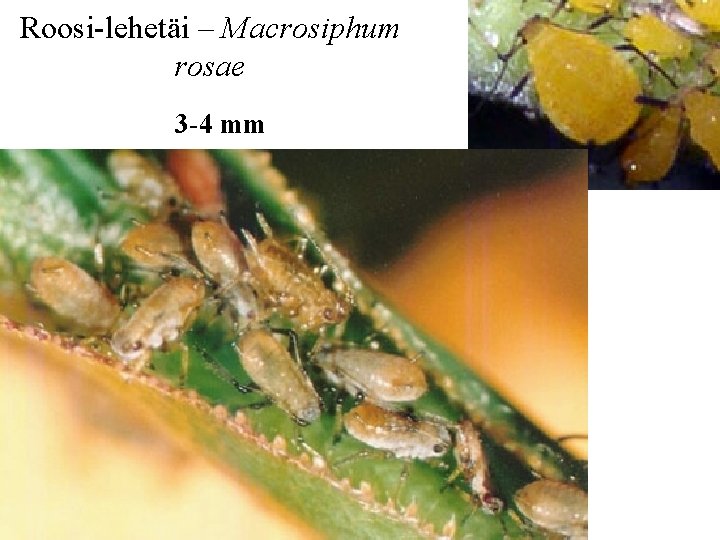 Roosi-lehetäi – Macrosiphum rosae 3 -4 mm 