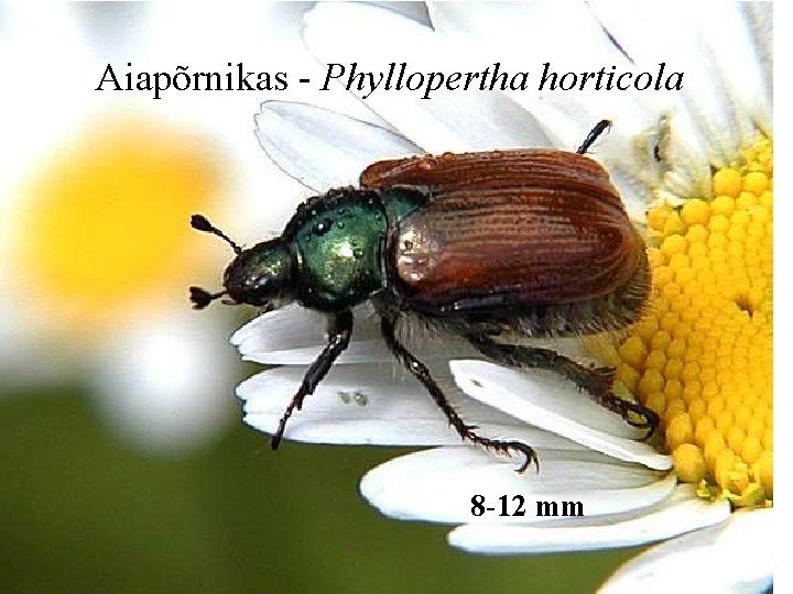 Aiapõrnikas - Phyllopertha horticola 8 -12 mm 