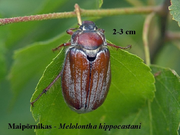 2 -3 cm Maipõrnikas - Melolontha hippocastani 