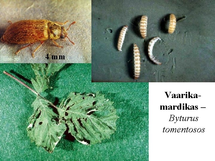 4 mm Vaarikamardikas – Byturus tomentosos 