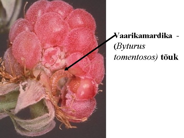 Vaarikamardika (Byturus tomentosos) tõuk 