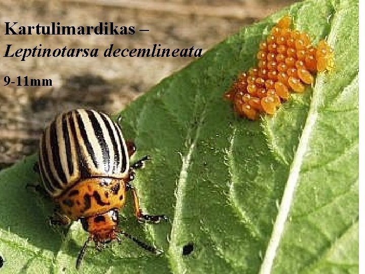 Kartulimardikas – Leptinotarsa decemlineata 9 -11 mm 