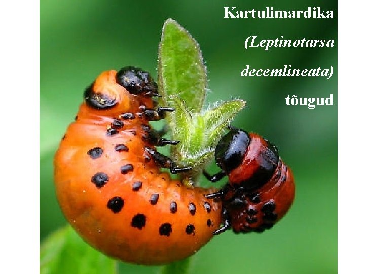 Kartulimardika (Leptinotarsa decemlineata) tõugud 