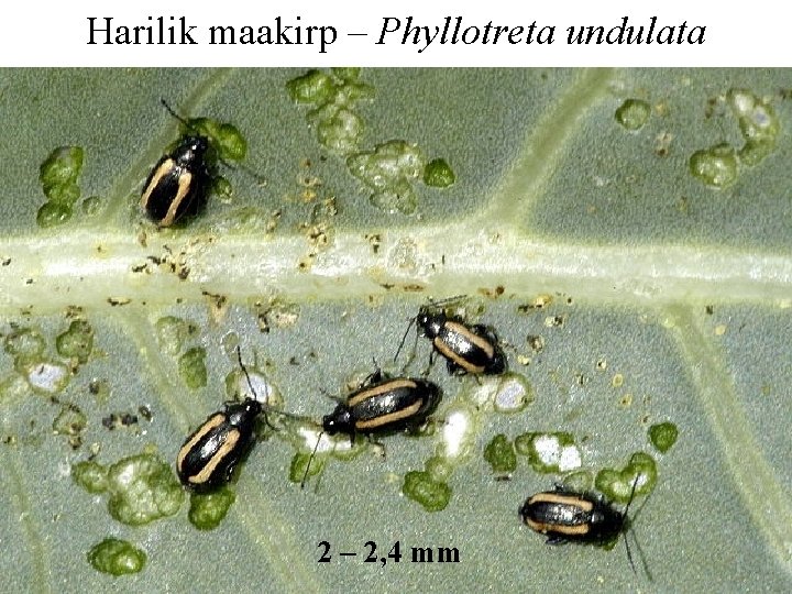 Harilik maakirp – Phyllotreta undulata 2 – 2, 4 mm 