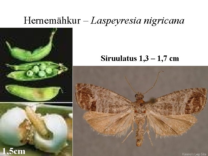 Hernemähkur – Laspeyresia nigricana Siruulatus 1, 3 – 1, 7 cm 1, 5 cm