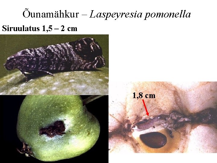 Õunamähkur – Laspeyresia pomonella Siruulatus 1, 5 – 2 cm 1, 8 cm 